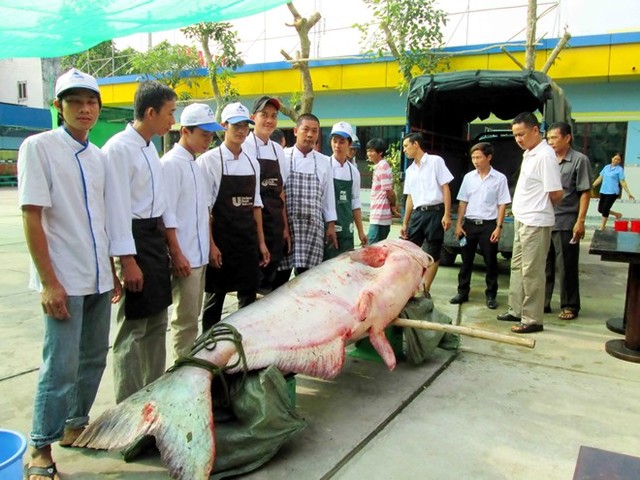 cá-hô, Tra dầu, cá hô, cá đuối, cá chình, cá rồng, cá-thần, thủ-quái, dân-nhậu, miền-Tây