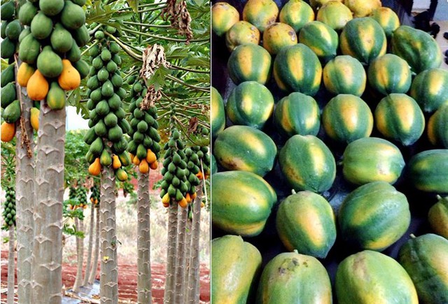 C&oacute; thế dễ d&agrave;ng nhận thấy sự kh&aacute;c biệt giữa tr&aacute;i c&acirc;y &eacute;p ch&iacute;n v&agrave; ch&iacute;n tự nhi&ecirc;n