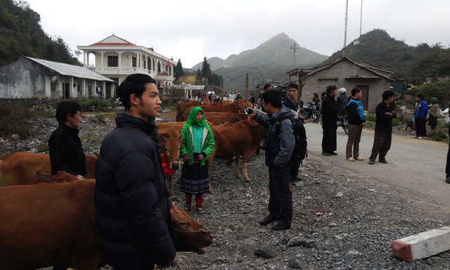 Hàng ngàn con bò sẽ được trao đến tay người nghèo các tỉnh biên giới nhờ khách hàng đăng ký dịch vụ của khách hàng nhà mạng Viettel.
