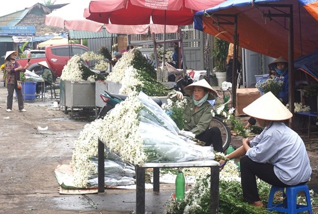 Cúc họa mi làm nóng thị trường hoa Hà Nội