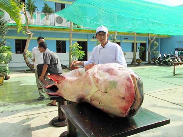 cá-hô, Tra dầu, cá hô, cá đuối, cá chình, cá rồng, cá-thần, thủ-quái, dân-nhậu, miền-Tây