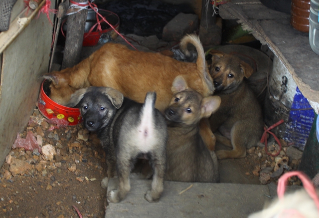 Trong nhà ông Hùng và bà Bích có nuôi một đàn cho hơn chục con. Cách đây 14 năm, ông Hùng mua con chó 90 nghìn, từ đó sản sinh ra cả chục con như thế này.