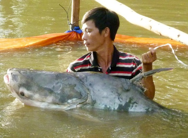 cá-hô, Tra dầu, cá hô, cá đuối, cá chình, cá rồng, cá-thần, thủ-quái, dân-nhậu, miền-Tây