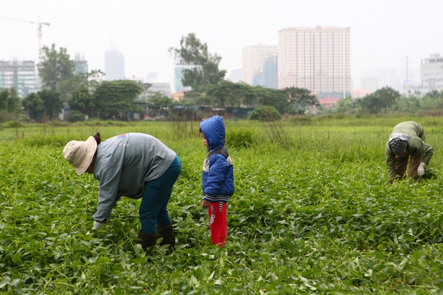 Bé trai theo mẹ ra ruộng sau khi trời tờ mờ sáng