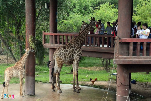 Vườn thú mở tiền tỷ trong khu du lịch của ông Dũng lò vôi