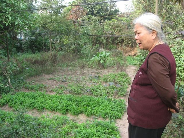 Bà Chinh bên vườn thuốc 500m2 ngày ấy.	Ảnh: H.P