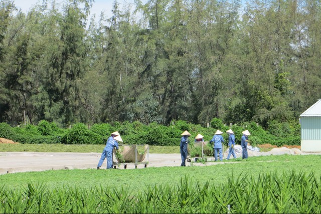 Qui trình thu hái, bảo quản cây Rau đắng đất