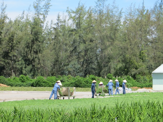 Qui trình thu hái, bảo tồn rau đắng đất