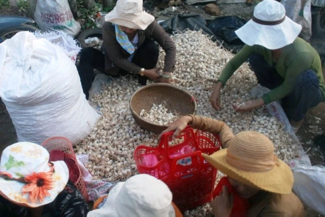 Một điểm thu mua tỏi từ người nông dân tại huyện đảo Lý Sơn.