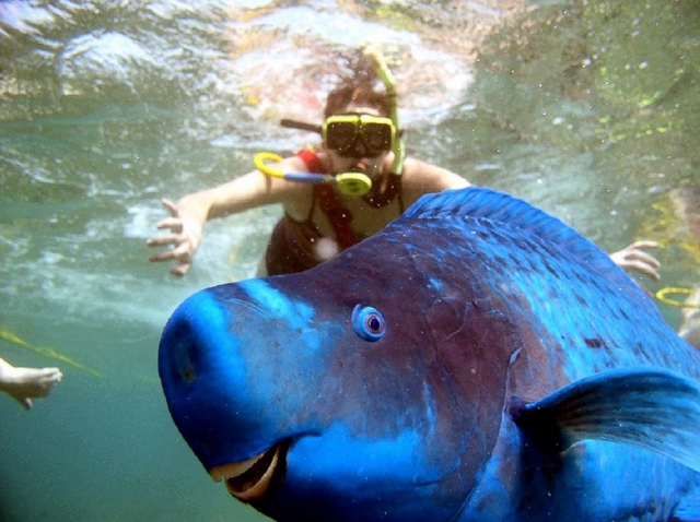 Sophia Roth ở Key West, Florida, Mỹ đã chụp lại hình ảnh của mình khi lặn ở một trong những khu vực có nhiều rạn san hô. Bận rộn tạo dáng trước máy ảnh, người thợ lặn đã hoàn toàn không biết chú cá vẹt cũng đang “tạo dáng” cùng mình.
