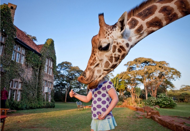 Bé gái và chú hươu cao cổ đang đứng trong sân tại Giraffe Manor ở Nairobi, Kenya. Các khách sạn độc đáo ở đây được biết đến với nét duyên dáng đặc biệt của nó và mang đến cho những vị khách một sự trải nghiệm thú vị với những “người khổng lồ” thân thiện được tự do đi lang thang trong các khu đất rộng 140 mẫu Anh.