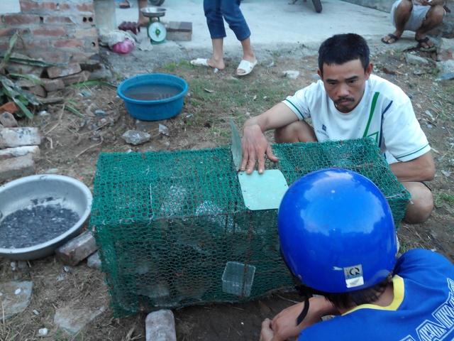 Khách mua đang hỏi giá chuột sống