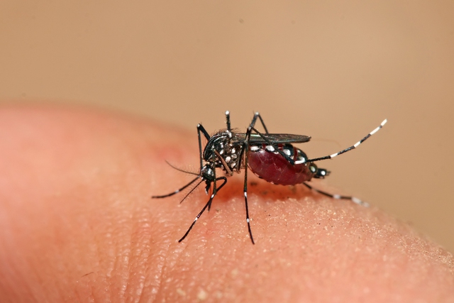Bệnh do muỗi truyền, có thể xuất hiện quanh năm, nhưng phát triển mạnh vào cuối hè, đầu thu, mưa nhiều, khi không khí ẩm thấp. Bệnh thường gặp ở trẻ nhỏ, đặc biệt là trẻ dưới 10 tuổi.