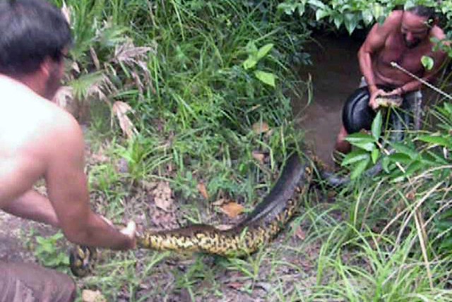 Sebastien Bascoules, 39 tuổi, một giáo viên dạy toán đã lội xuống con sông cạn nước, vật lộn với con trăn ăn thịt khổng lồ chỉ vài giờ sau khi nó bắt con chó cưng của anh