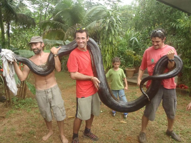 Con trăn dài hơn 5 m và nặng 80 kg