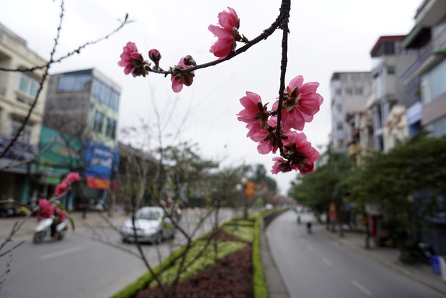 Những cây hoa đào đã nở đỏ dọc đường tuyến phố Lạc Long Quân.