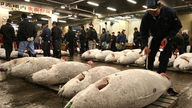 Cá ngừ ở chợ cá Tsukiji, lớn nhất Nhật Bản... Đọc thêm tại: http://nongnghiep.vn/nghe-ca-nhat-ban-bi-mat-cua-ngu-dan-post146338.html | NongNghiep.vn