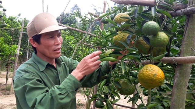Ông Lâm bên một góc vườn cam của gia đình... Đọc thêm tại: http://nongnghiep.vn/cam-son-lang-thu-tien-ty-post142039.html | NongNghiep.vn