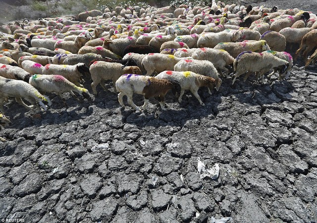 Sheep cross a parched area of a dried-up pond near New Delhi. There will be no let up in the hot temperatures at least until the end of the week, forecasters have warned