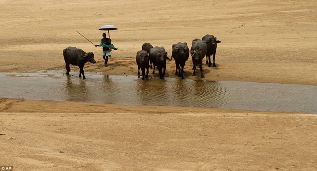 Watering hole: A villager herds his buffaloes as they enter the Daya River on a blistering afternoon in the eastern Indian city of Bhubaneswar
