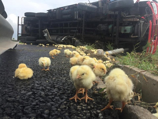 Rất nhiều con gà con đã bị chết. (Nguồn: CCTVNews)