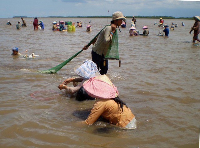 Thời gian này hàng ngàn ngư dân đổ xô về đê biển Bạc Liêu để cào trứng sò huyết.