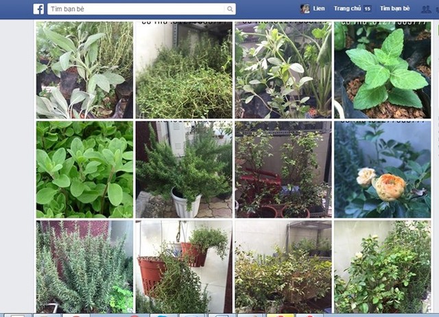 Một nhà vườn tại Q. Gò Vấp rao bán cây gia vị phương Tây trên facebook.