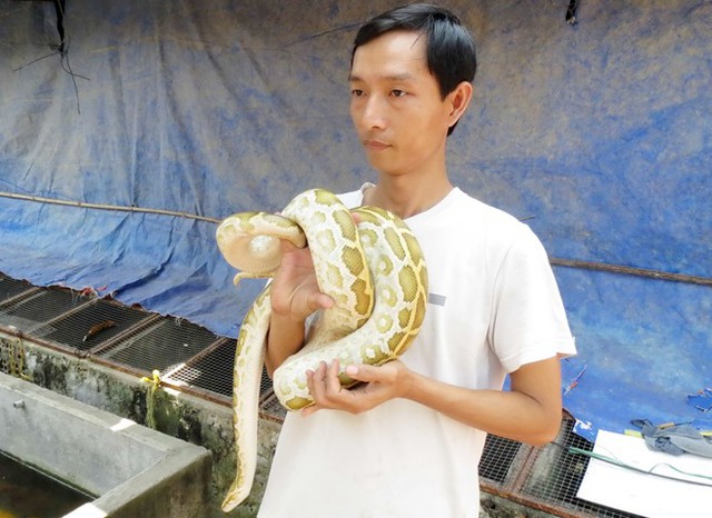 Hiện một con trăn gấm đột biến mới nở c&oacute; gi&aacute; từ 2 đến 3 triệu/con. Con từ 10 kg trở l&ecirc;n c&oacute; gi&aacute; từ 15 &ndash; 40 triệu đồng/con.  Ảnh: Ngọc Trinh.