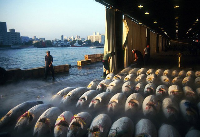  Chợ cá Tsukiji là chợ bán buôn cá, rau quả nằm ngay tại trung tâm thủ đô Tokyo của Nhật. Khi chợ có diện tích gần 200.000 m2 với gần 1.700 gian hàng. Tsukiji nổi tiếng trên toàn thế giới khi là trung tâm giao dịch cá ngừ vây xanh lớn nhất thế giới với sản lượng mua bán mỗi ngày lên tới 2.000 tấn. Ảnh: Medium.