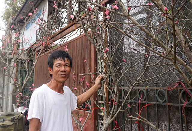 Ông Nguyễn Quyền, chủ hàng đào tại chợ Quảng Bá tự hào với xe đào rừng về xuôi được mùa, dáng đẹp, có giá bán 500.000 - 1 triệu đồng một cành. Ảnh: Diệp Sa.
