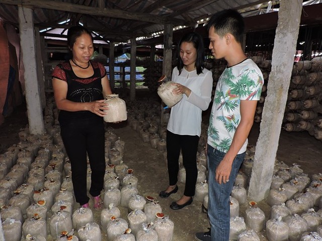 Người phụ nữ nghèo thành chủ trang trại nấm linh chi bạc tỷ 