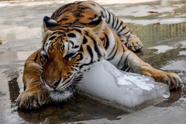 Một con hổ  tại vườn thú Karachi cũng phải ôm một tảng đá lạnh lớn để có thể chống chọi cơn nắng nóng dữ dội.