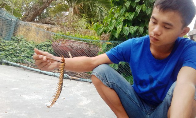Người d&acirc;n bắt sống con rết khủng d&agrave;i hơn 25cm. Ảnh: Điền Quang.