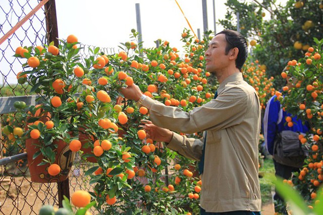 Ông Mạnh đang chăm sóc vườn quất bon sai của mình. Ảnh: Ngọc Lan. 