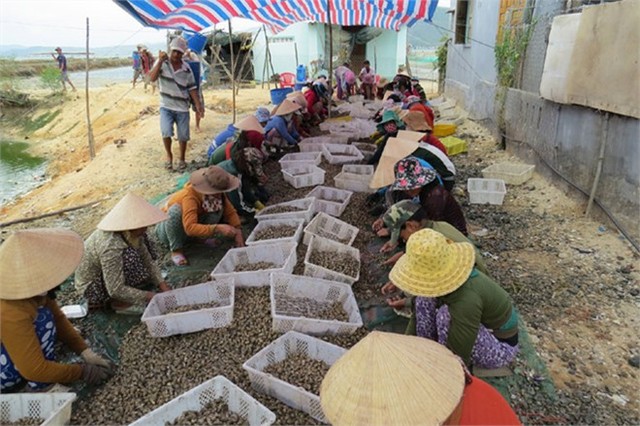 Thu hoạch ốc hương tại vịnh Xuân Đài (TX Sông Cầu) -... Đọc thêm tại: http://nongnghiep.vn/nuoi-oc-huong-thu-tien-ty-post147310.html | NongNghiep.vn