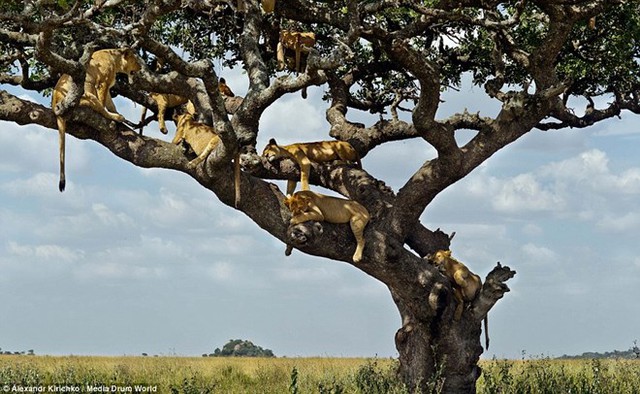 Nắng nóng, những con sư tử tại công viên quốc gia Serengeti ở Tanzania, phía đông châu Phi đã leo lên cây tìm chỗ râm mát, tránh bị mất nhiệt.