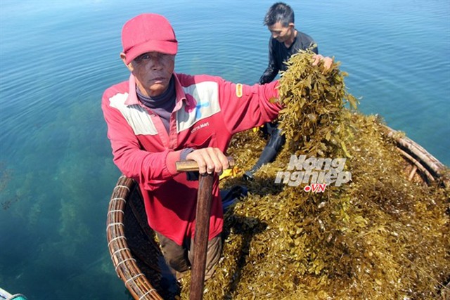 Anh Trần Minh Trang và ông Trần Minh Việt chèo thuyền thúng vớt rong... Đọc thêm tại: http://nongnghiep.vn/hot-tien-trieu-moi-ngay-nho-hai-rong-mo-post144134.html | NongNghiep.vn