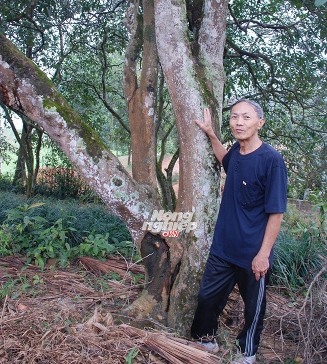 Ông Hoàng Minh Hiến bên cây bưởi cổ thụ thôn Khả Lĩnh... Đọc thêm tại: http://nongnghiep.vn/xa-thu-30-ty-tu-buoi-post138225.html | NongNghiep.vn