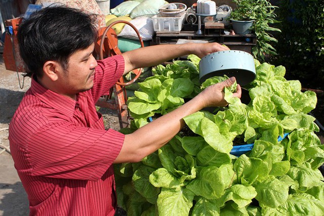 Trồng rau bằng đất sét, nuôi cá trên sân thượng ở Sài Gòn