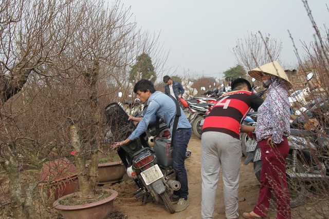 Khách hàng gửi xe ngay tại các vườn đào với giá 10.000 đồng/chiếc.