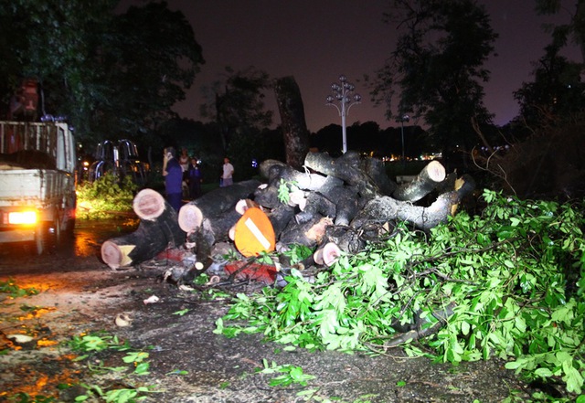 Ở ngã tư Quang Trung - Nguyễn Du có nhiều cây cổ thủ bị đổ khiến một người tử vong và một số người bị thương