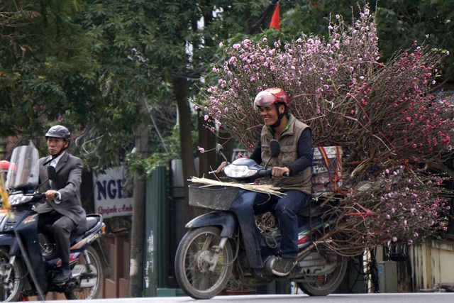 Những người trồng hoa Nhật Tân chở đào vào trung tâm thành phố.