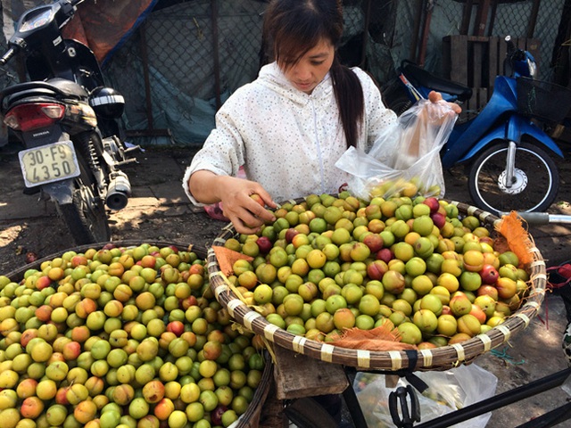 Mận Trung Quốc, mận Tàu, mận Việt Nam, Sapa, Hà Giang, chợ đầu mối, bán lẻ, đội lốt, dân buôn, mận-Trung-Quốc, mận-Tàu, mận-Việt-Nam, Hà-Giang, chợ-đầu-mối, bán-lẻ, đội-lốt, dân-buôn