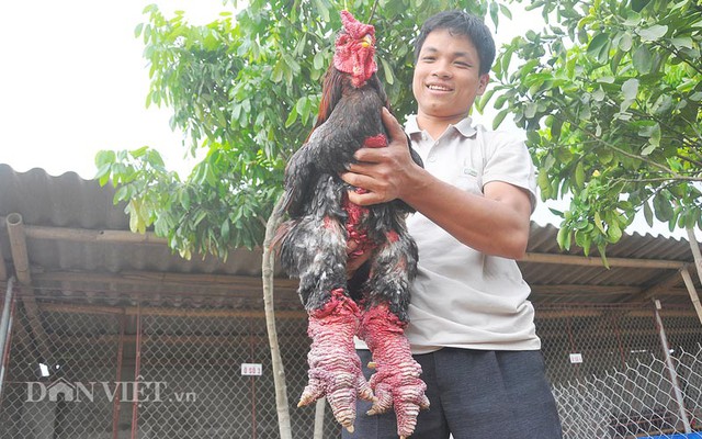 gà Đông Tảo, Hưng Yên, Khoái Châu, đặc sản, tiến vua, tỷ phú, gà-Đông-Tảo, Hưng-Yên, Khoái-Châu, đặc-sản, tiến-vua, tỷ-phú,