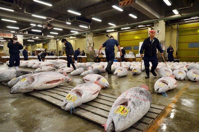 Tsukiji thường mở cửa vào 5h và kết thúc vào khoảng 10h mỗi sáng. Những công nhân thường đến sớm hơn để chuẩn bị cho phiên đấu giá, trong khi khách du kịch xếp hàng trước 5h để ghi danh nhằm có một suất tận mắt chứng kiến cách người Nhật mua cá ngừ. Khắp Tsukiji lúc nào cũng vang lên tiếng loa nhắc quy định, được thông báo bằng 5 ngôn ngữ khác nhau, yêu cầu du khách không mang giày cao gót hoặc dép lê, không mang vật nuôi, vali hay hút thuốc tại chợ cá.