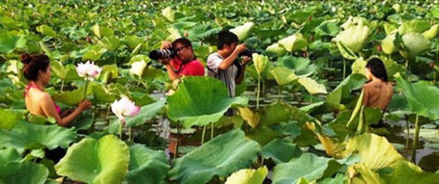 Mùa chụp mẫu nude tại hồ sen Hà Nội Ảnh đã được tác giả đưa trên mạng.