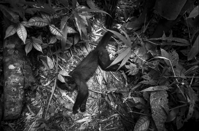 Theo Survival International, một tổ chức phi chính phủ bảo vệ các bộ lạc thiểu số trên thế giới, khỉ hoang dã là “thú cưng” của bộ lạc Awa, nhưng cũng là một nguồn thức ăn của họ.