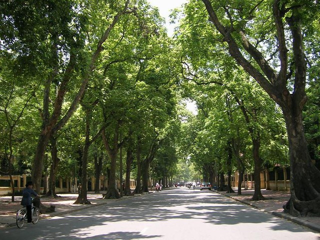 Hàng cây trên phố Phan Đình Phùng