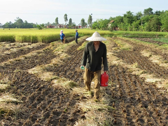 Trong khi 
nhiều 
người trẻ khác 
đang tìm cách 
tiếp cận với 
lối sống 
của phương Tây 
thì Hùng John 
lại không ngại 
“bỏ Tây” trở về 
xắn quần lội ruộng.