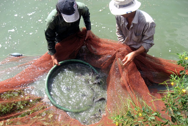 rửa-gà, rửa-cá, thức-ăn-công-nghiệp, nuôi, thực-phẩm-sạch, Tết, kháng-sinh, ung-thư